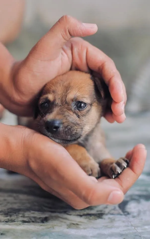 The Right Age to Bring a Puppy Home.