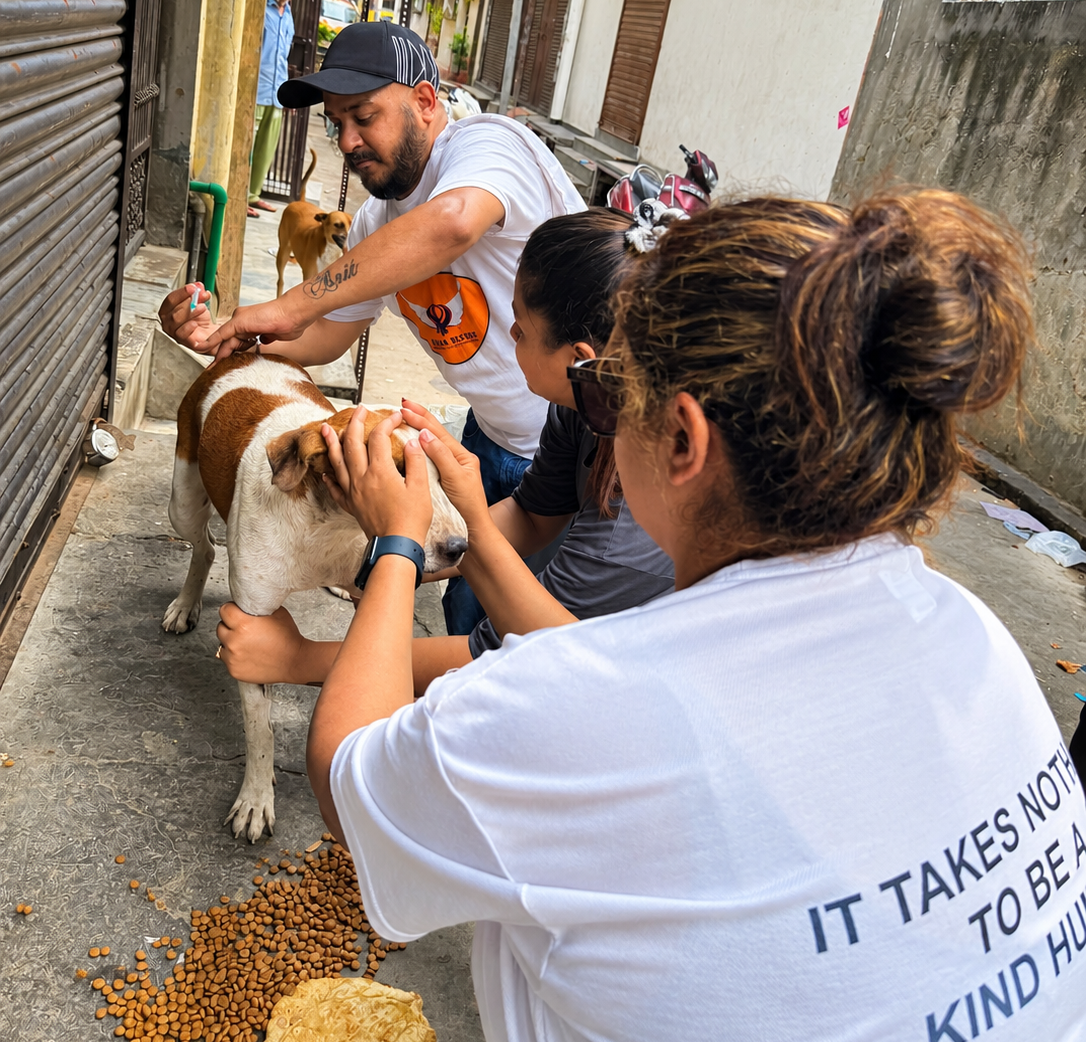 Animal Rescue Volunteer 5