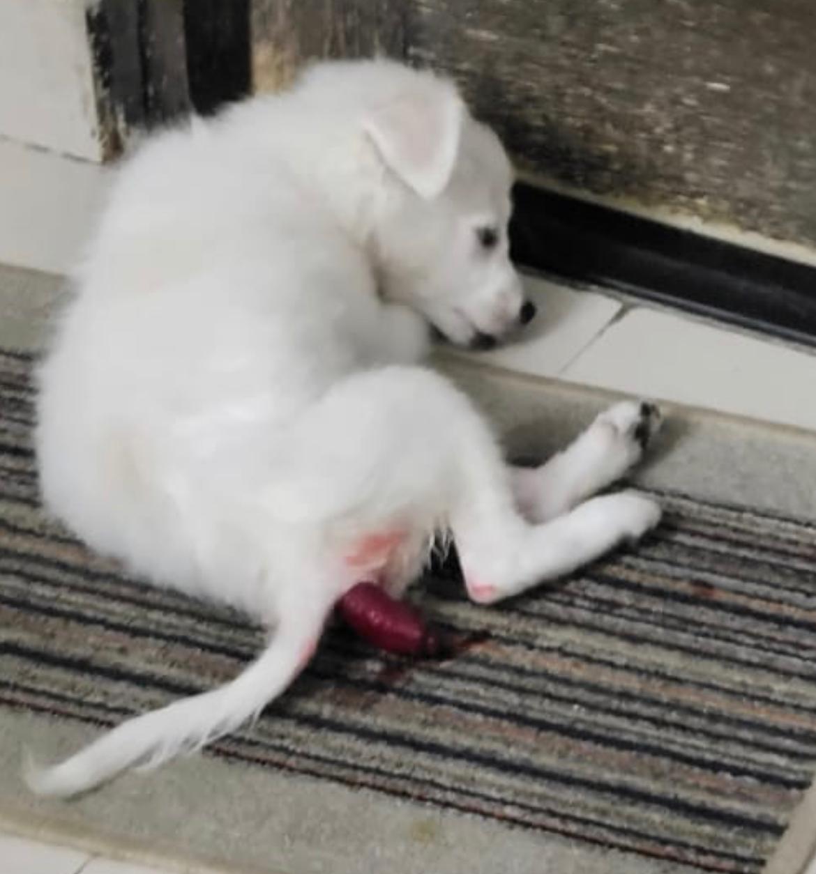 Oscar Before Rescue
