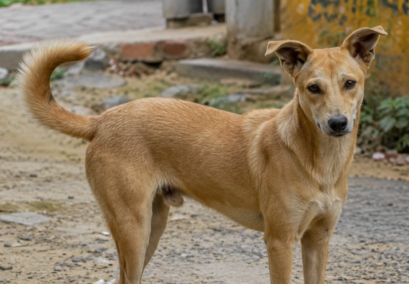 Khalsa Rescue Journey