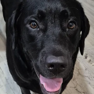Aniya - Foster: Abhi